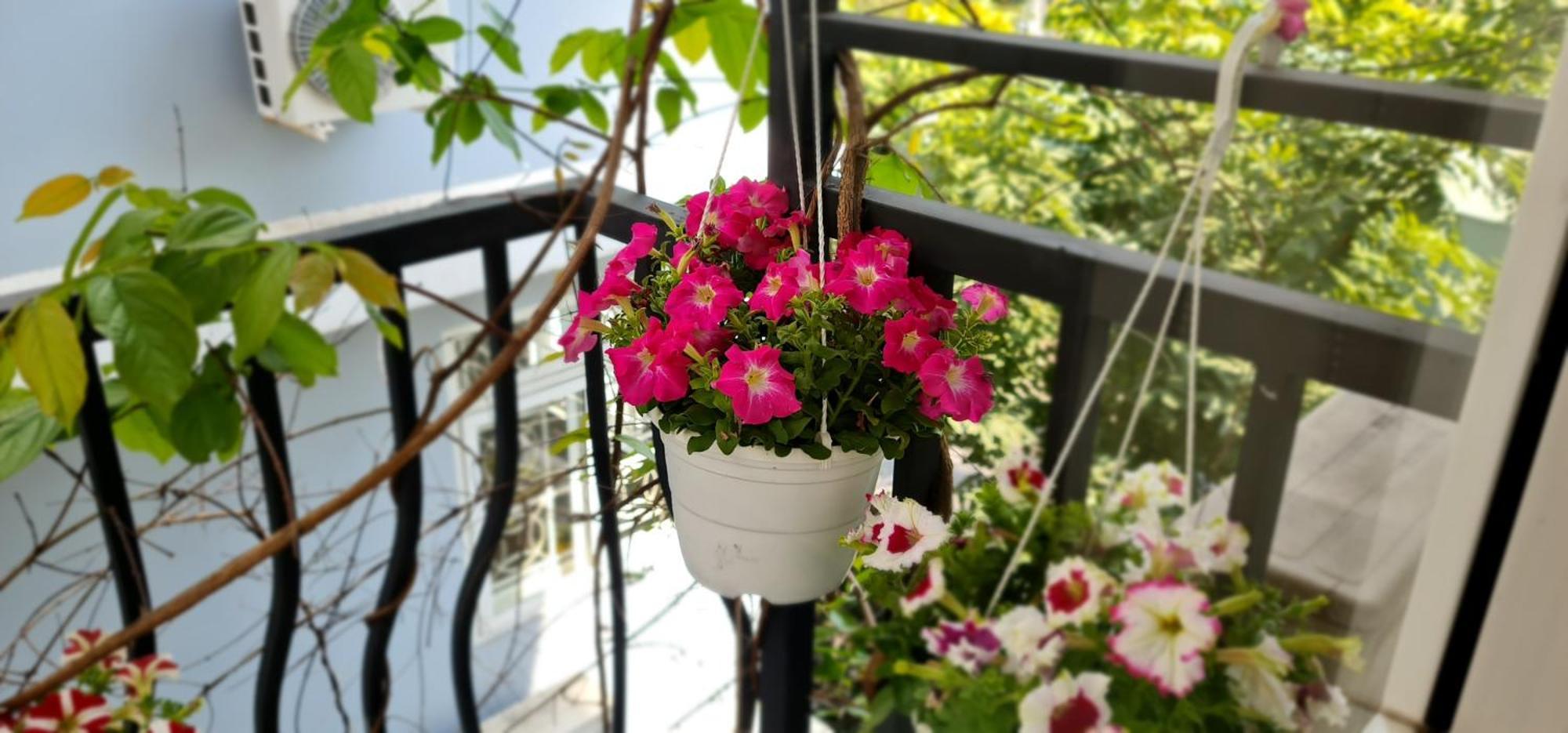 Spring Light TP. Hồ Chí Minh